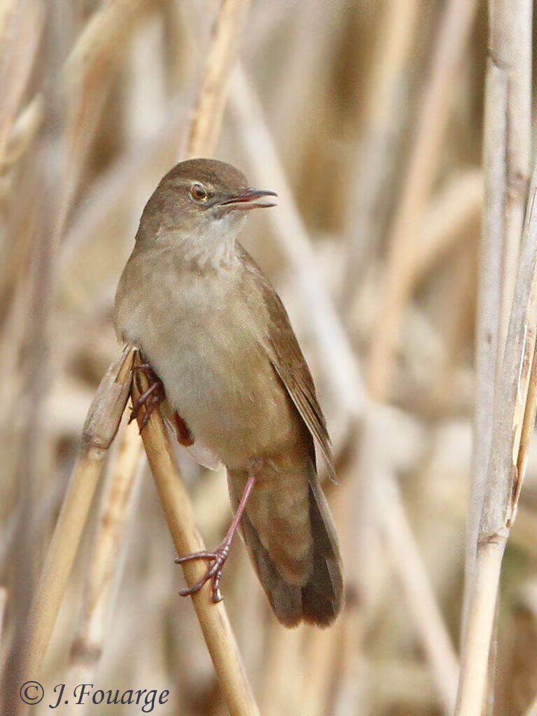 Locustelle luscinioïde mâle adulte, identification