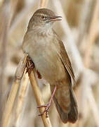 Savi's Warbler