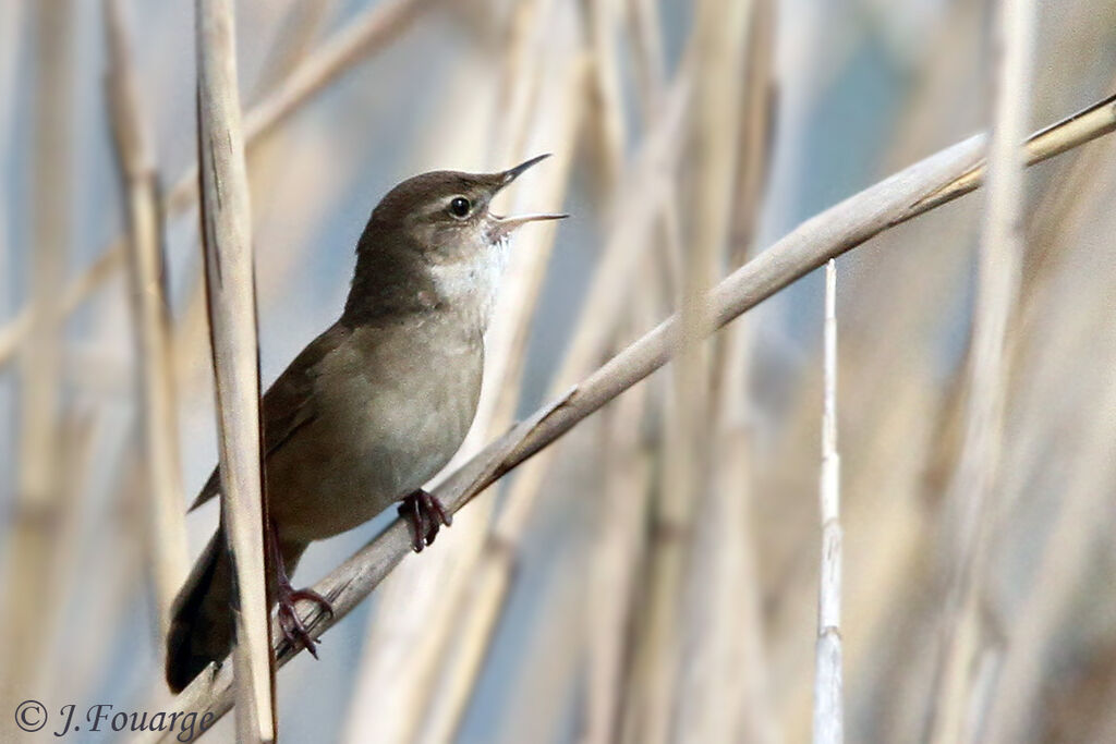 Savi's Warbler male adult, song