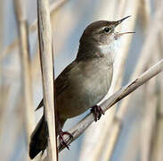 Savi's Warbler