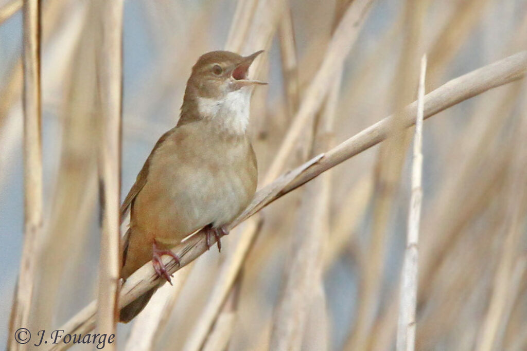 Savi's Warbler male adult, identification, song