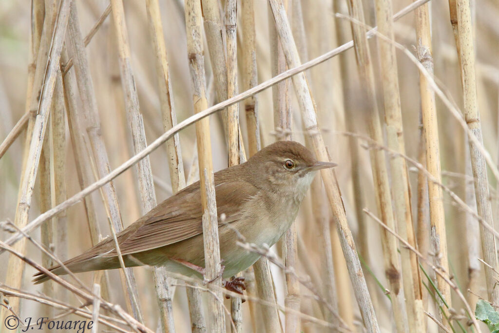 Savi's Warbler male adult