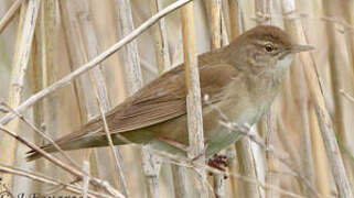 Savi's Warbler