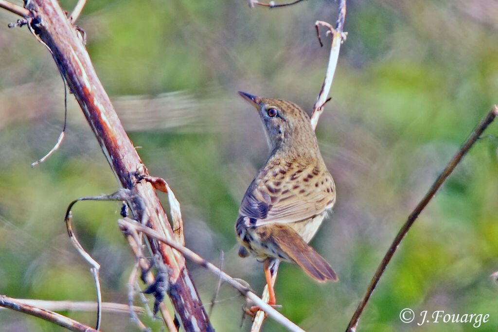 Common Grasshopper Warbler male