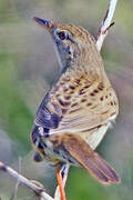 Common Grasshopper Warbler