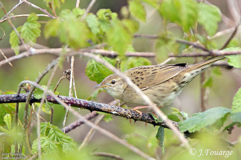 Common Grasshopper Warbler male adult breeding, identification