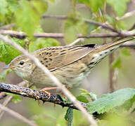 Common Grasshopper Warbler