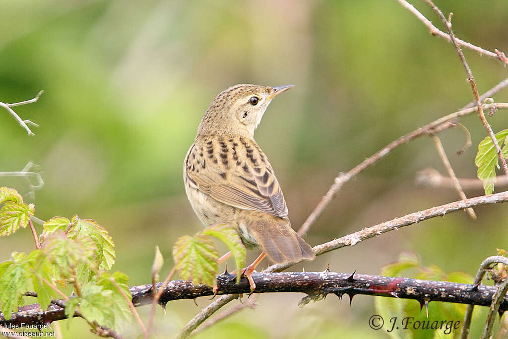 Common Grasshopper Warbler male adult, identification