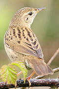 Common Grasshopper Warbler