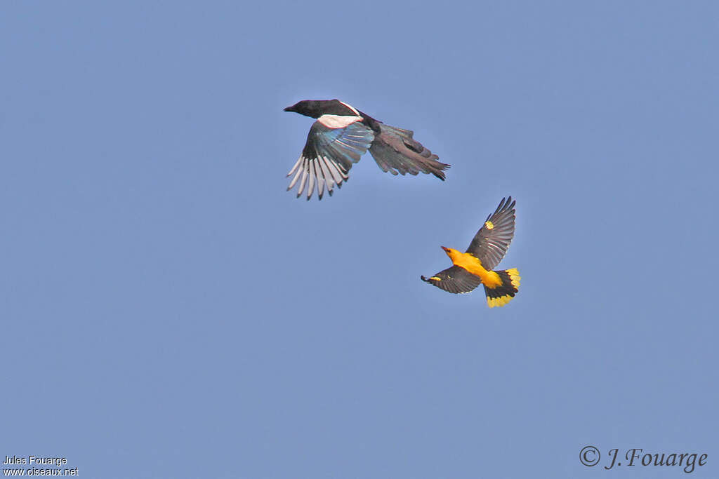 Eurasian Golden Oriole male adult, Behaviour