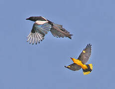 Eurasian Golden Oriole