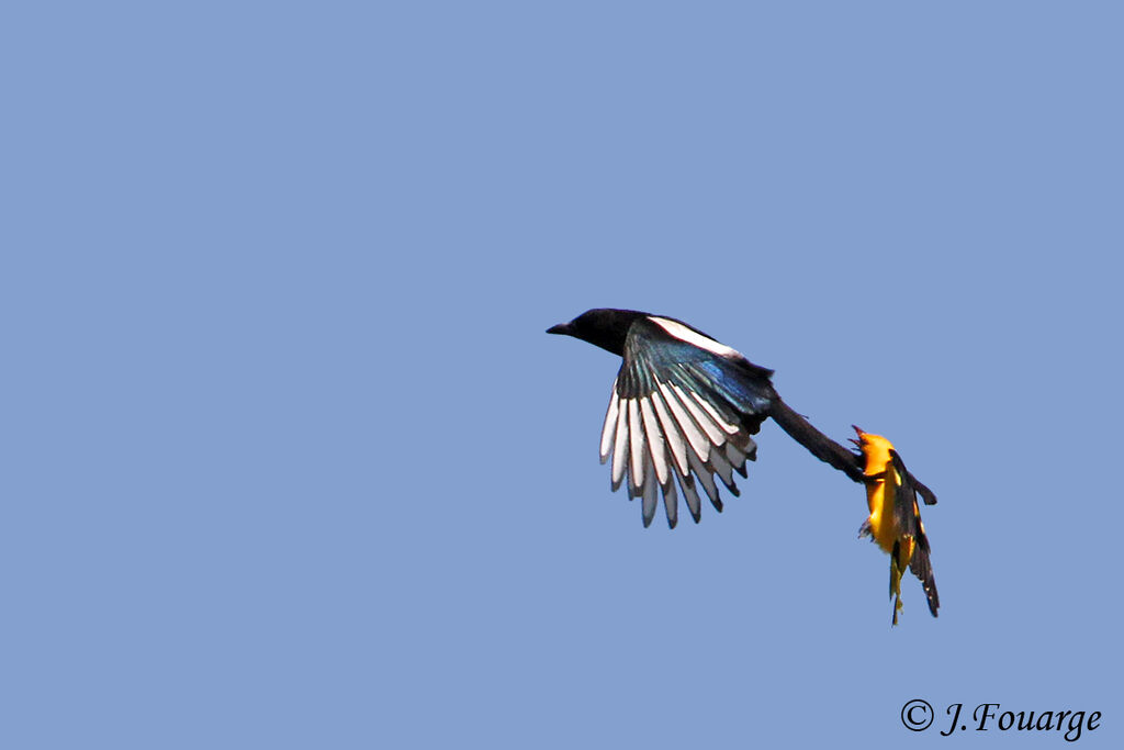 Eurasian Golden Oriole male adult, identification, Behaviour