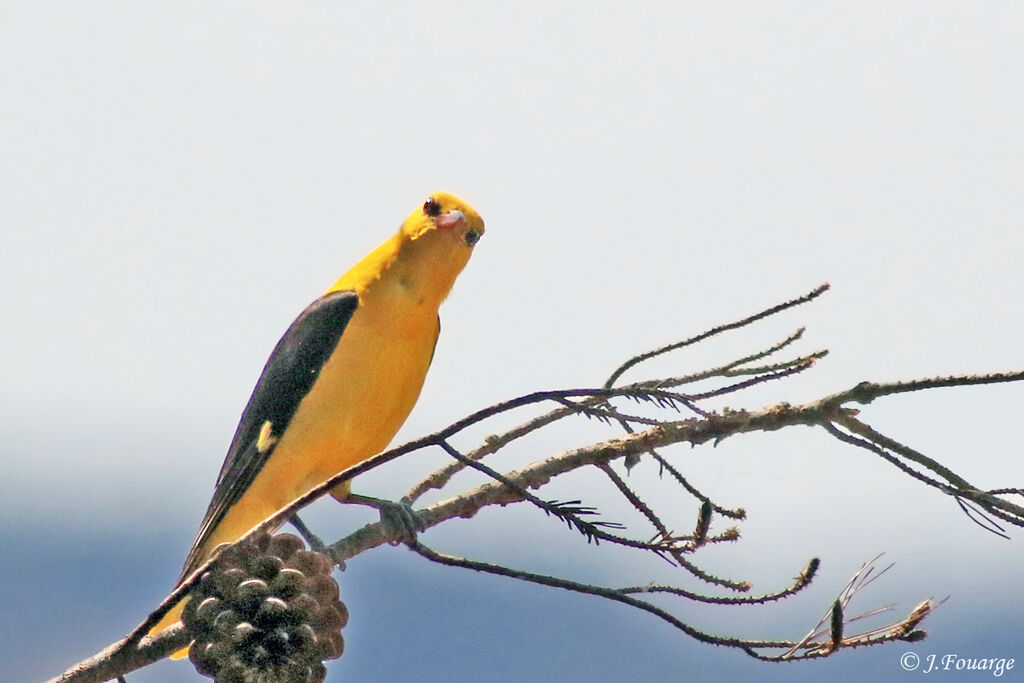 Eurasian Golden Oriole male adult, identification, close-up portrait