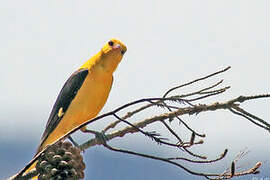 Eurasian Golden Oriole