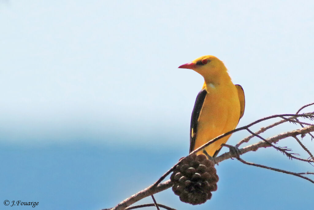 Eurasian Golden Oriole male, identification, close-up portrait