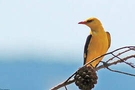 Eurasian Golden Oriole