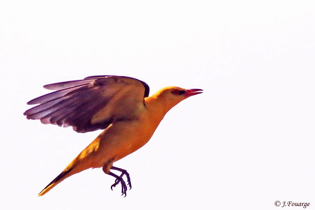 Eurasian Golden Oriole male adult, Flight