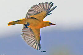 Eurasian Golden Oriole