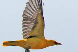 Eurasian Golden Oriole