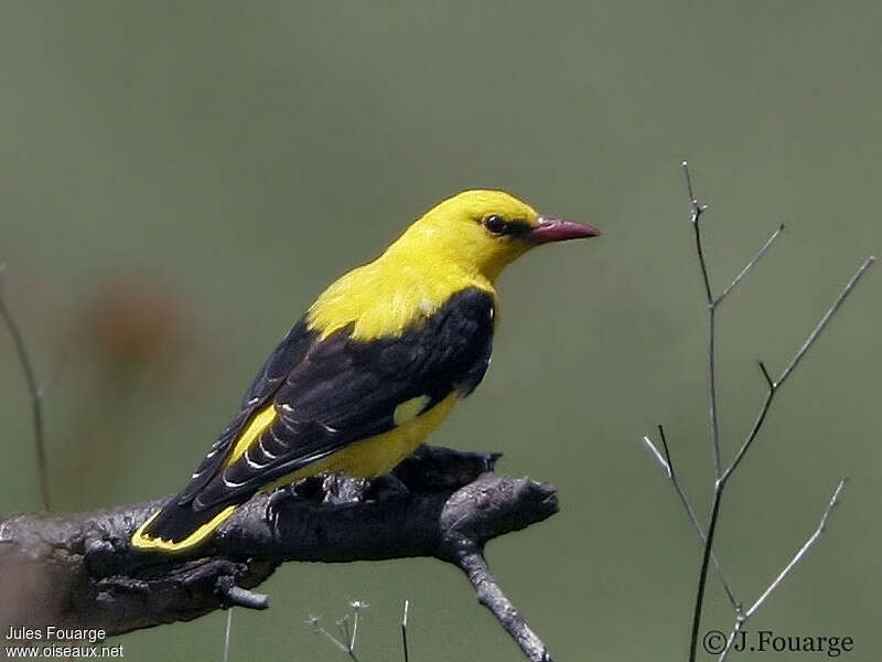 Eurasian Golden Oriole male adult breeding, identification