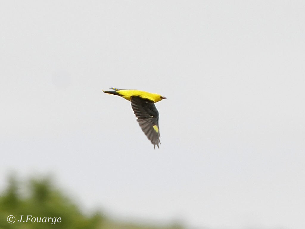 Eurasian Golden Oriole male adult