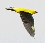 Eurasian Golden Oriole