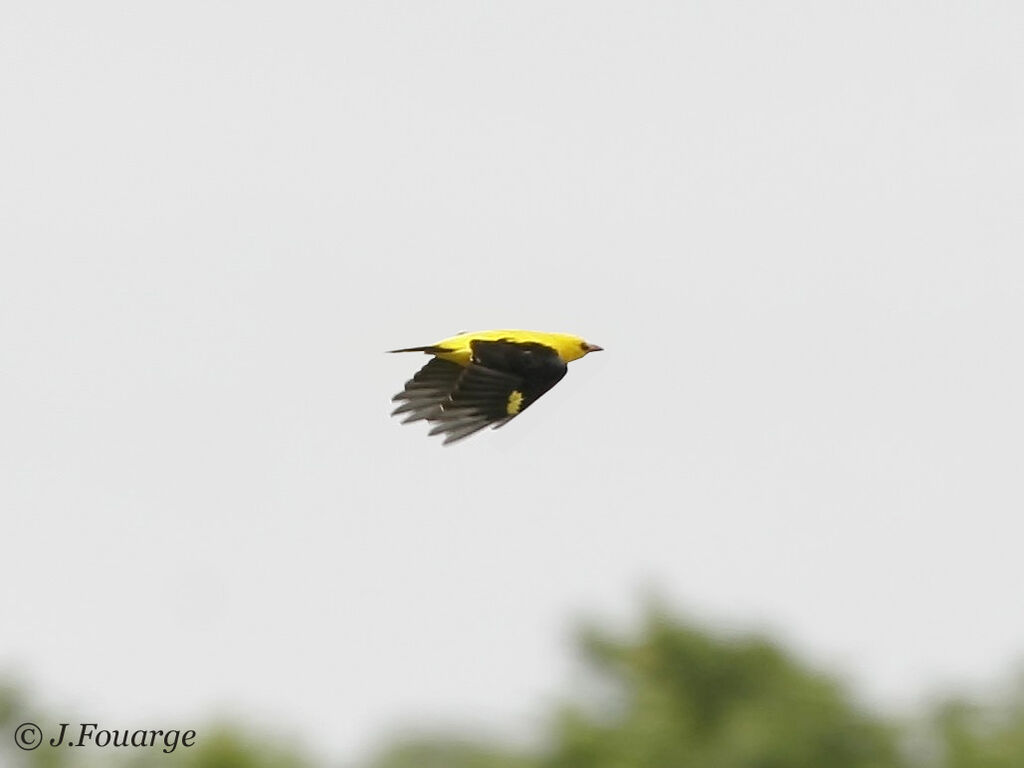 Eurasian Golden Oriole male adult