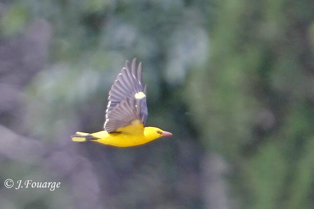 Eurasian Golden Oriole male adult, Flight