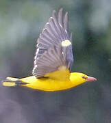 Eurasian Golden Oriole