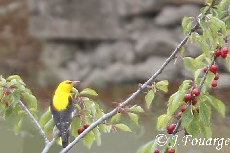 Eurasian Golden Oriole male adult, identification, feeding habits