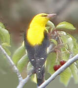 Eurasian Golden Oriole