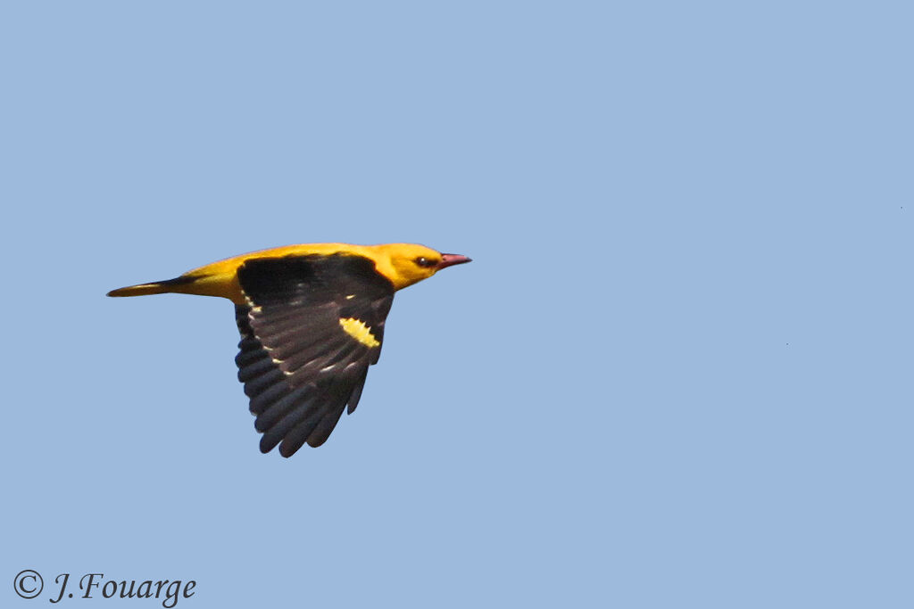 Eurasian Golden Oriole male adult, Flight