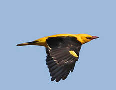 Eurasian Golden Oriole