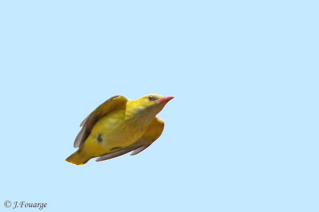 Eurasian Golden Oriole male adult, Flight