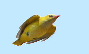 Eurasian Golden Oriole