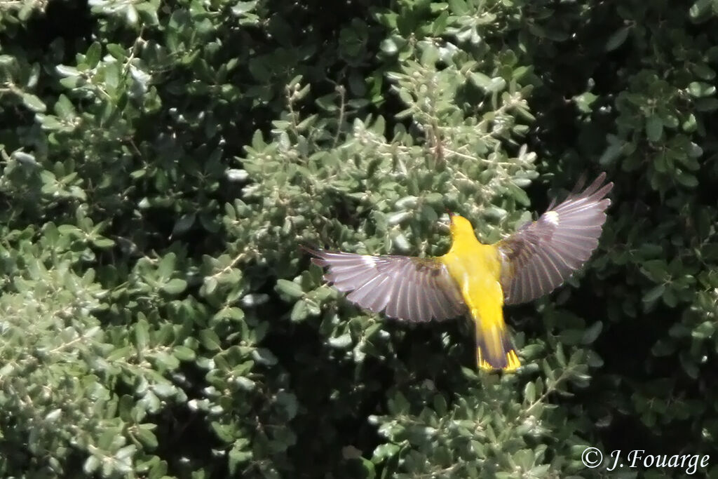 Eurasian Golden Oriole male subadult