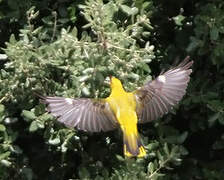 Eurasian Golden Oriole