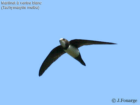 Martinet à ventre blanc