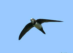 Alpine Swift