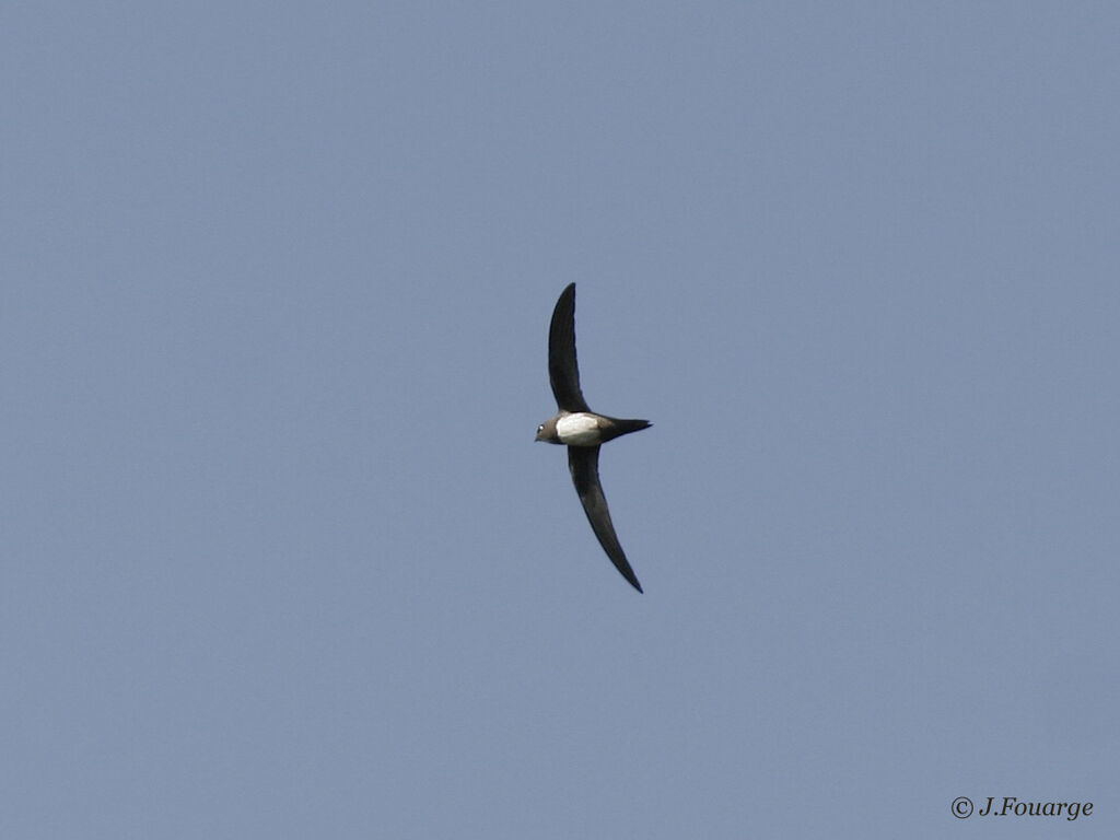 Alpine Swiftadult