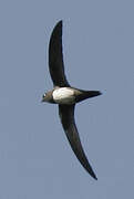 Alpine Swift