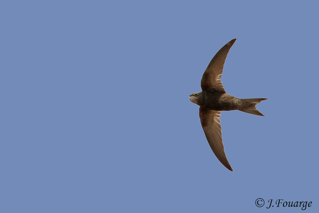 Common Swiftadult, identification, Flight, feeding habits