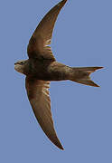 Common Swift