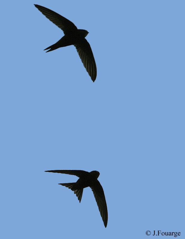 Common Swift