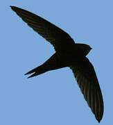 Common Swift