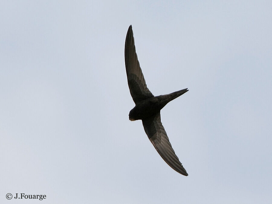 Common Swift