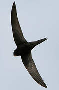 Common Swift