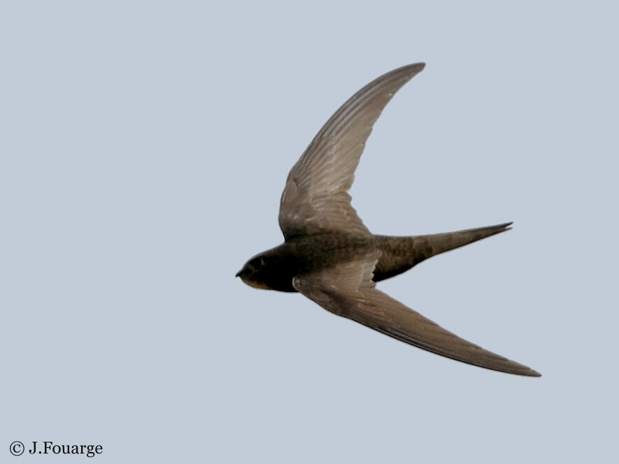 Common Swift