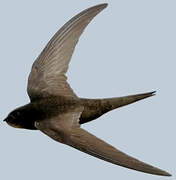 Common Swift