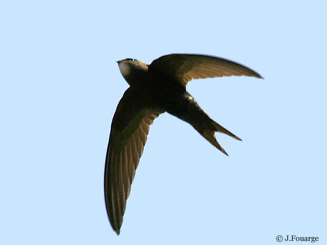 Common Swift